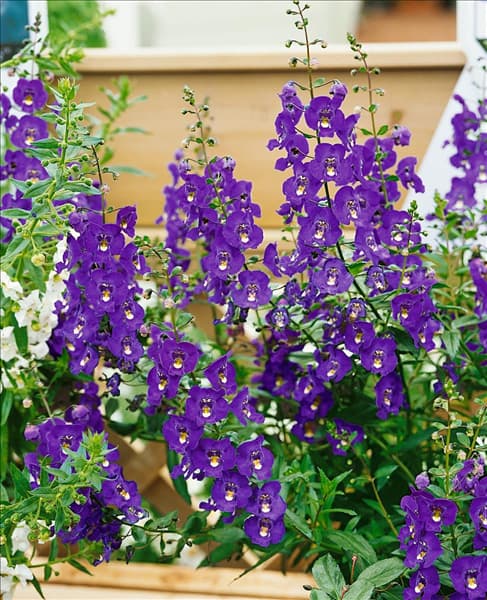 Angelonia Angelface Blue
