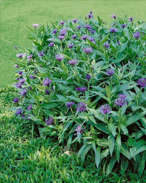 Centaurea montana