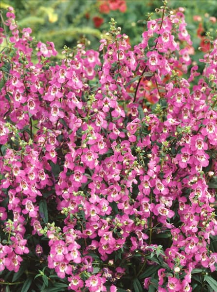 Angelonia Angelface ® Pink