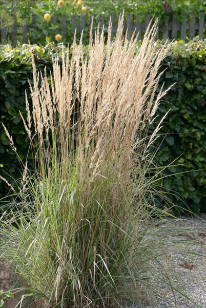 Calamagrostis x acutiflora Karl Foerster