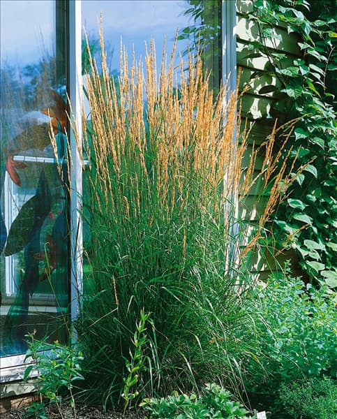 Calamagrostis x acutiflora Karl Förster