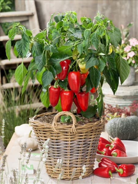 Capsicum annuum Kasbek