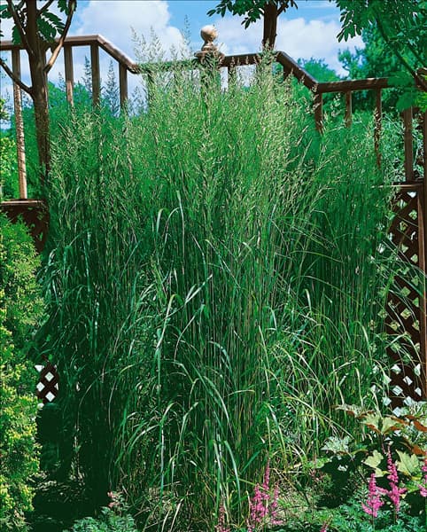 Calamagrostis x acutiflora Karl Förster