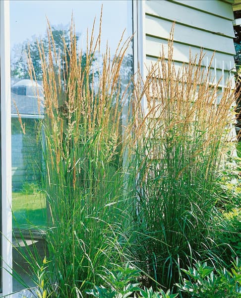 Calamagrostis x acutiflora Karl Förster