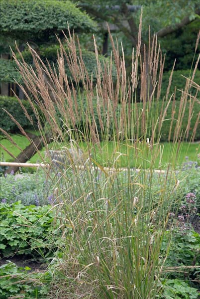 Calamagrostis x acutiflora Karl Foerster