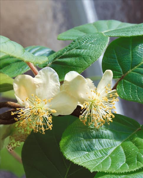 Actinidia Blüte