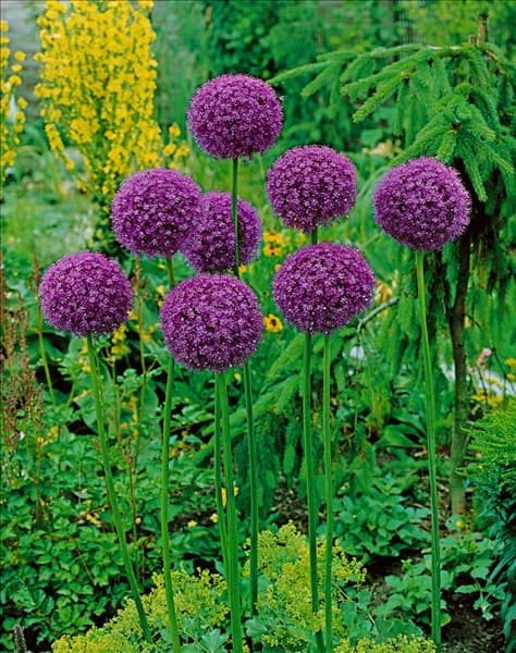 Allium giganteum