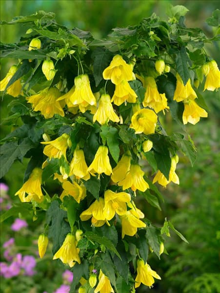 Abutilon megapotamicum Yellow Trumpet
