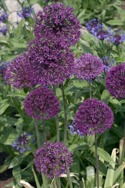Allium giganteum