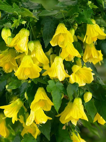 Abutilon megapotamicum Yellow Trumpet