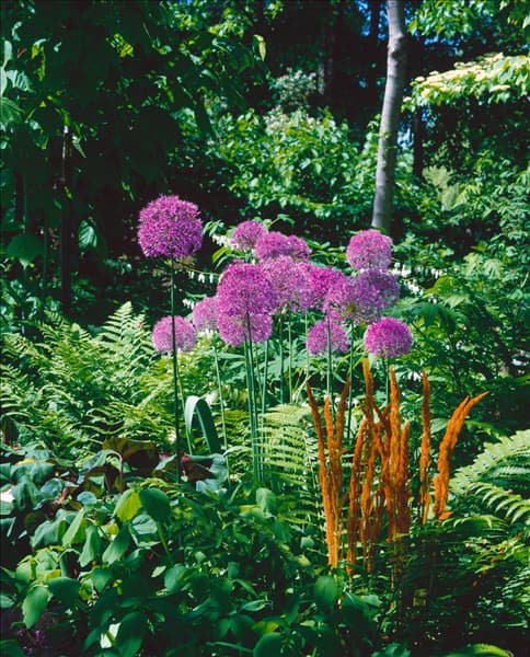 Allium giganteum