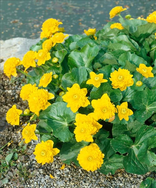 Caltha palustris 'Multiplex'