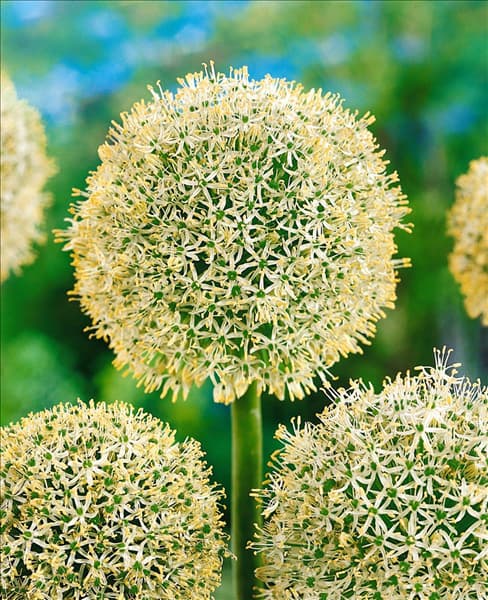 Allium giganteum White Giant