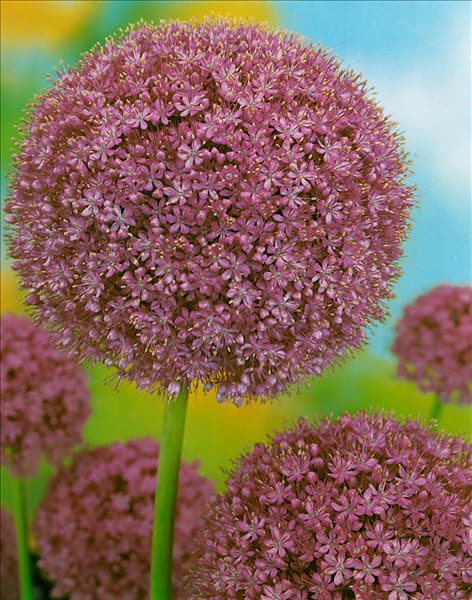 Allium giganteum