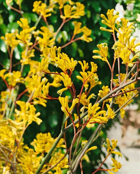 Anigozanthos flavidus Big Roo Yellow