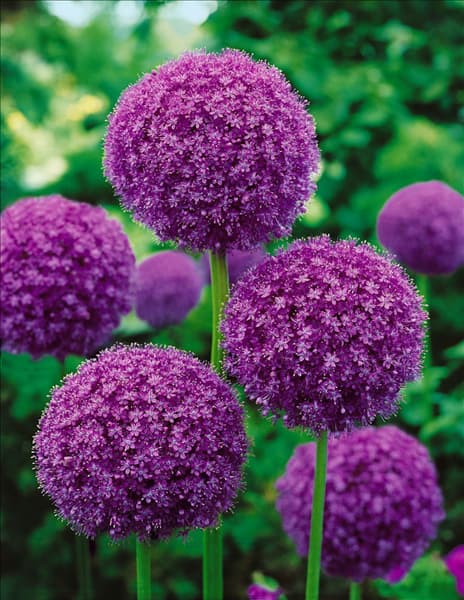 Allium giganteum