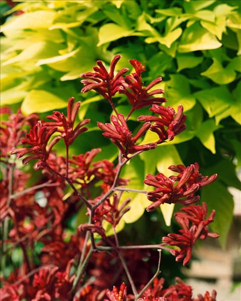 Anigozanthos flavidus Big Roo Red