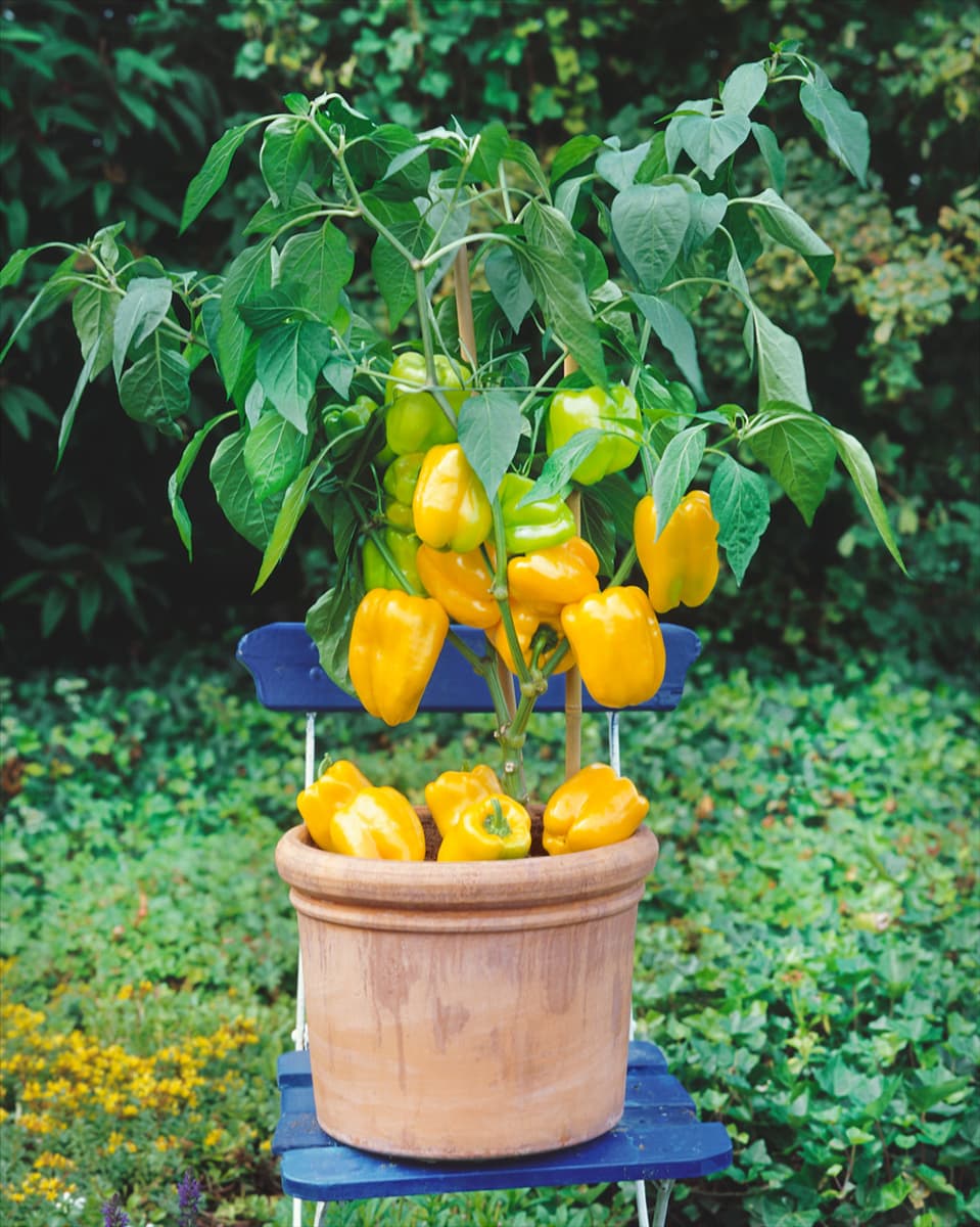 Capsicum annuum Multi Paprika im Topf