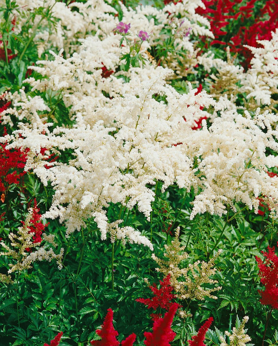 Astilbe x arendsii Bergkristall