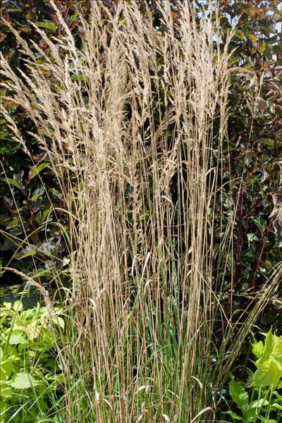 Calamagrostis x acutiflora 'Overdam'