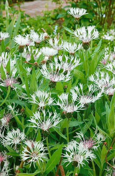 Centaurea montana 'Alba'