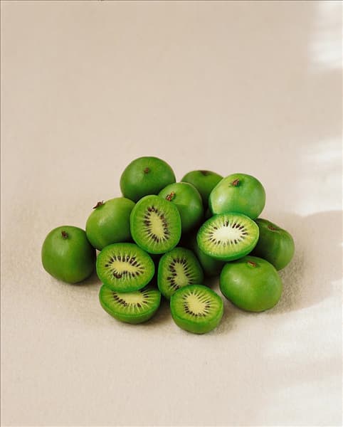 Actinidia arguta Miniature