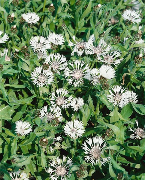 CENTAUREA MONTANA ALBA