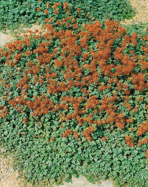 Acaena microphylla