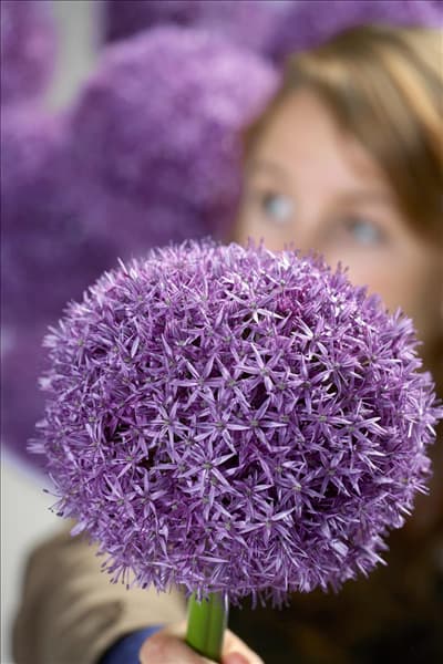 Allium Globemaster
