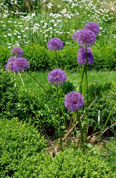 Allium Globemaster