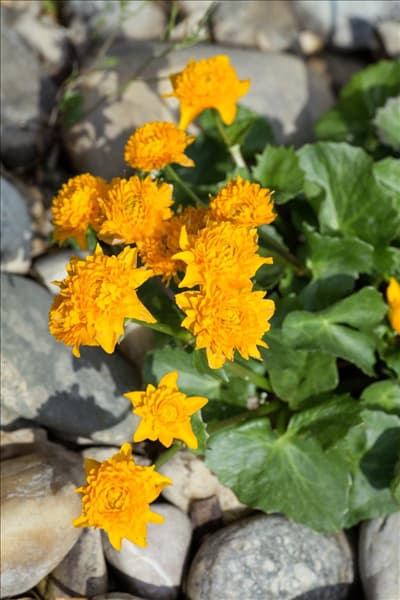 Caltha palustris 'Plena'