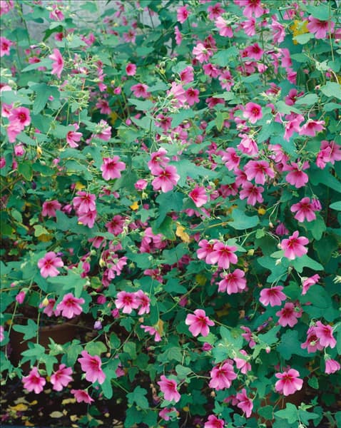 Anisodontea capensis