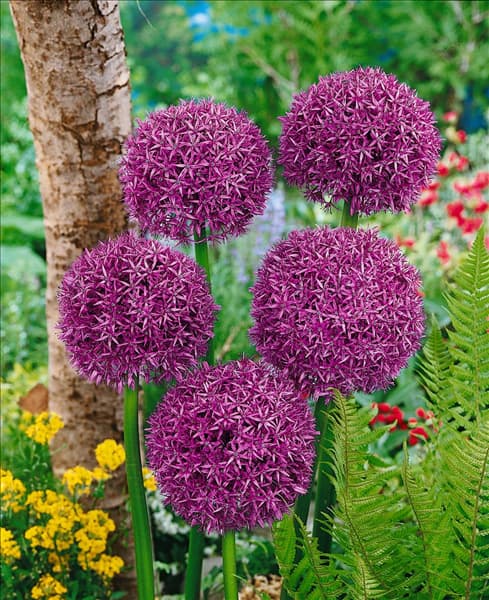 ALLIUM Globemaster