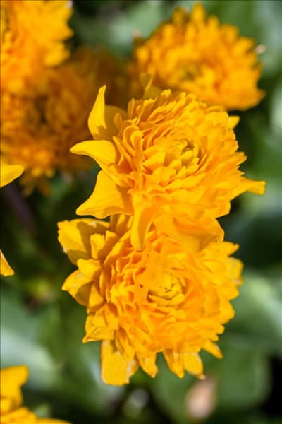 Caltha palustris Plena