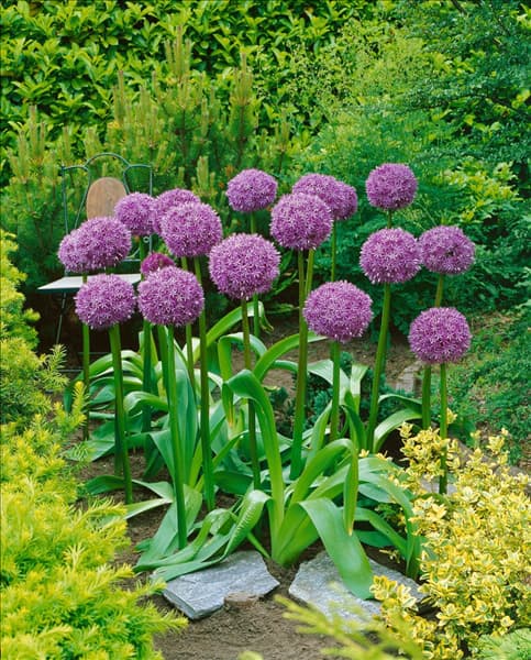 Allium Globemaster