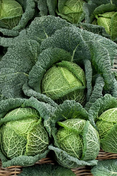 Brassica oleracea var. sabauda Wirosa