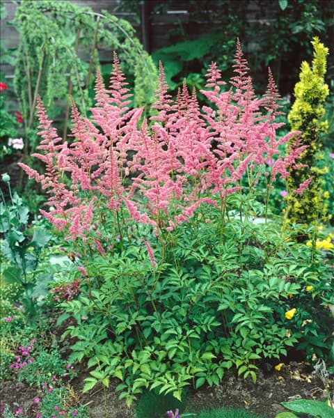 Astilbe x arendsii Gloria