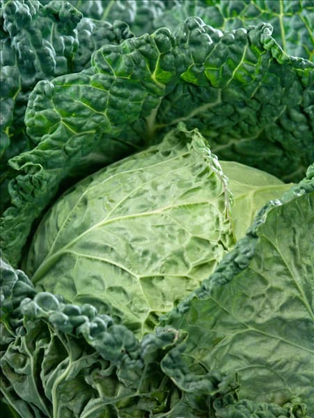 Brassica oleracea var. sabauda Vertus 2
