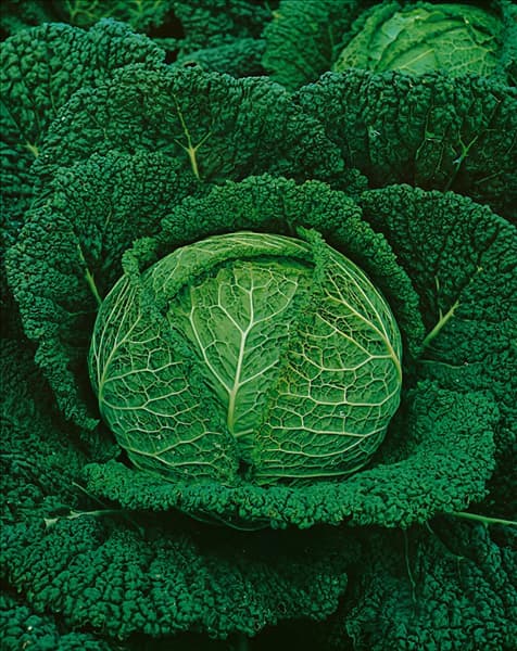 Brassica oleracea var. sabauda F1 Hybride