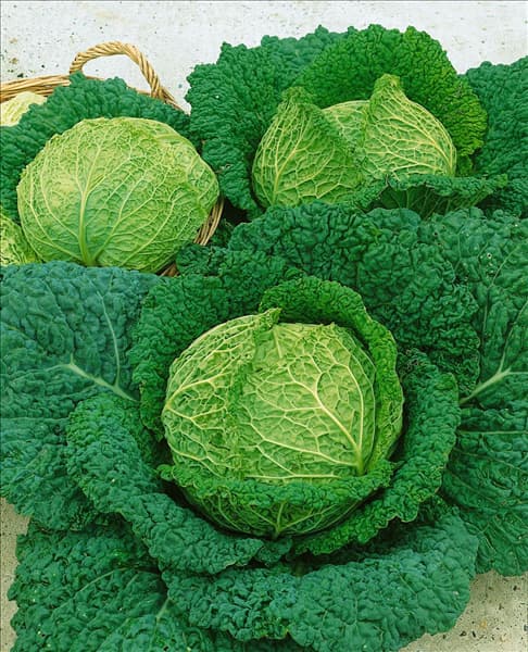 Brassica oleracea var. sabauda Vertus