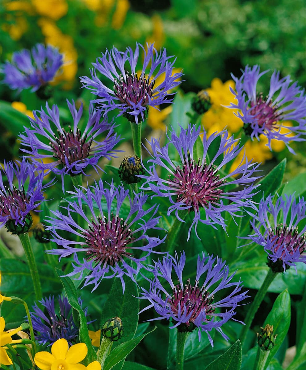 Centaurea montana