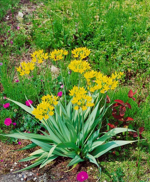 Allium moly