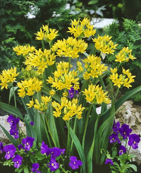 Allium moly