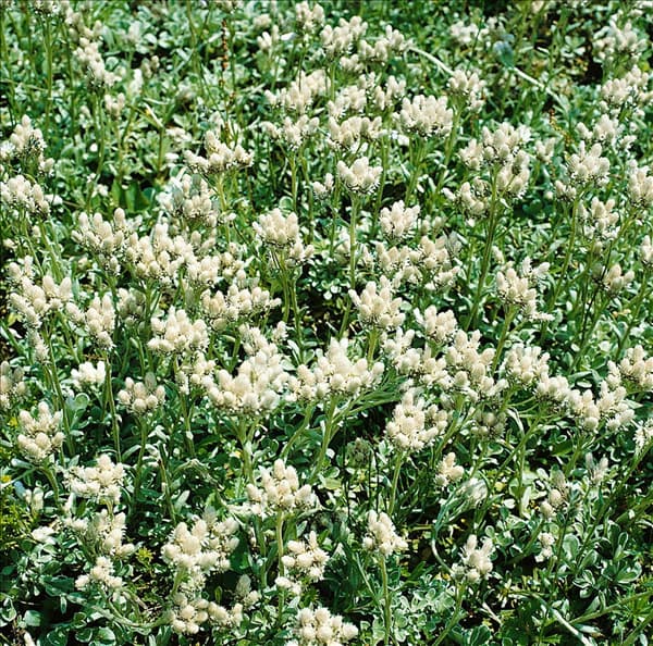 ANTENNARIA DIOICA