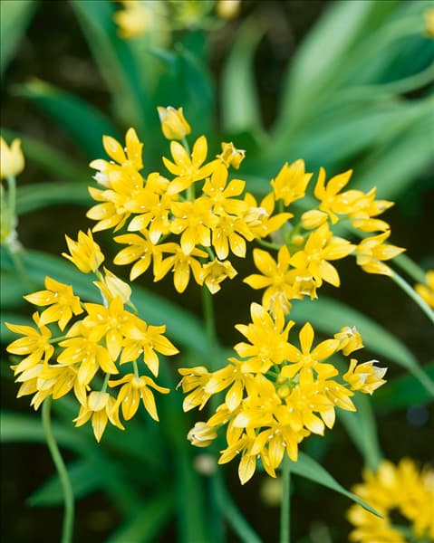 Allium moly