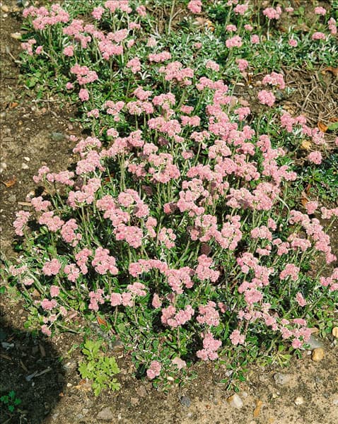 ANTENNARIA DIOICA