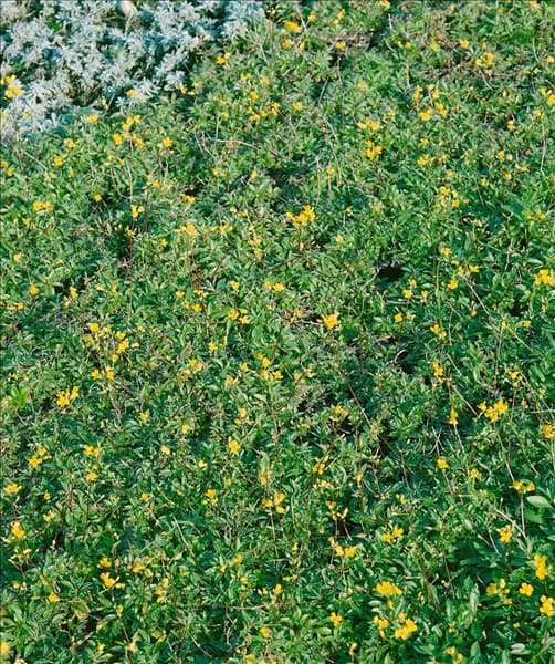 Antennaria dioica