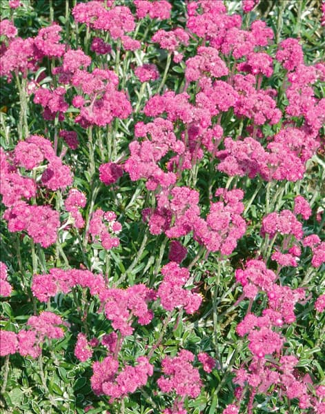 Antennaria dioica Öland