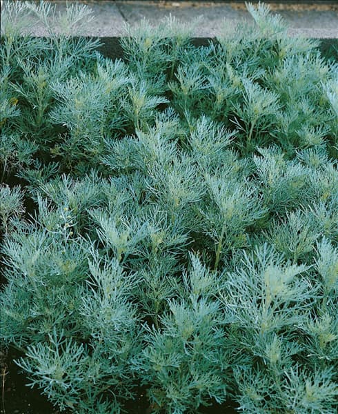 ARTEMISIA MARITIMA