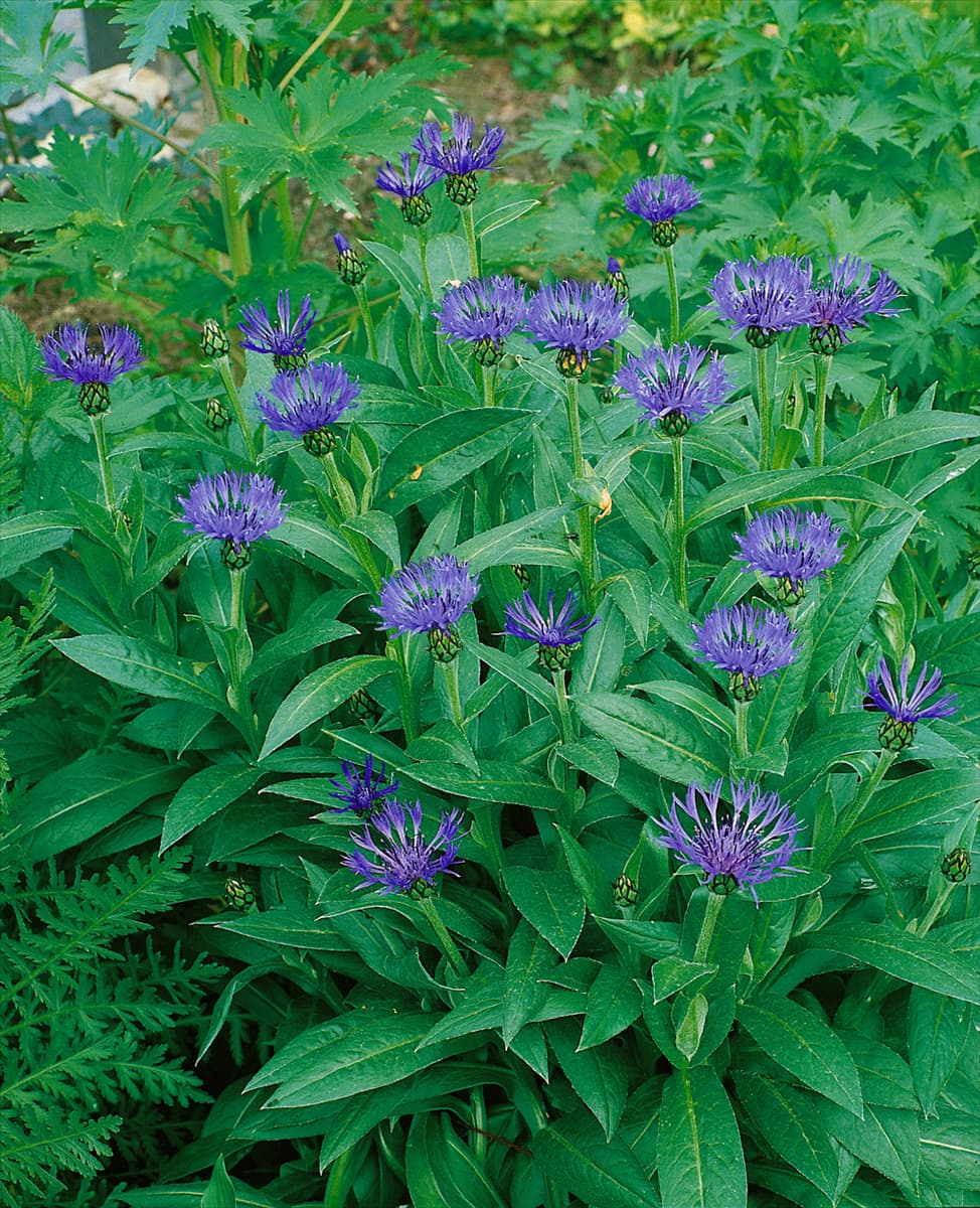 CENTAUREA MONTANA GRANDIFLORA